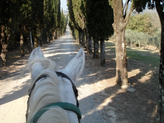 This is an avenue that we go along on the second day of our journey. The avenue's not bad but my mane and forelock are a disaster.
