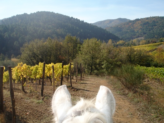 An Autumn picture this time, taken near home. You can see it's October as the vineyards have turned colour and my ears are furry (at least she got them right this time).